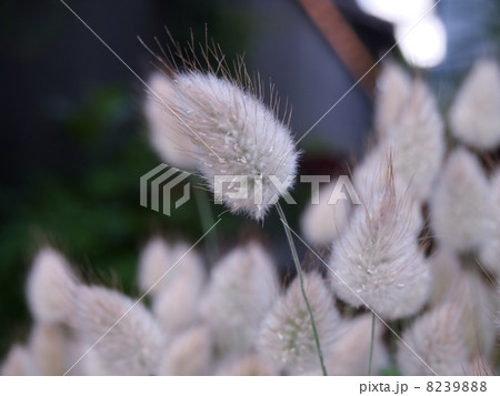 ラグラスの穂 ラグラスの穂 8239888
