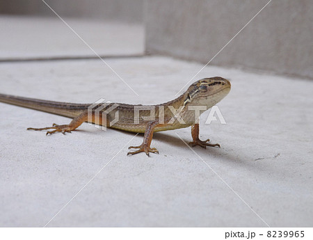 トカゲ トカゲ 8239965