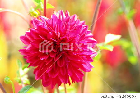 ダリアの花 ダリアの花 8240007