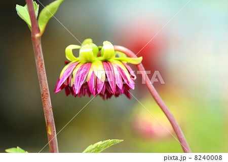 ダリアの花 8240008