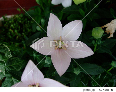 桔梗 花 植物 薄ピンク の写真素材