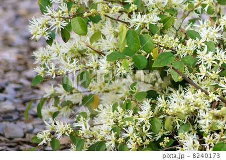 シロバナトキワマンサク（白花常盤満作） 8240173