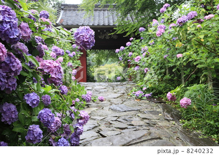 あじさい寺 8240232