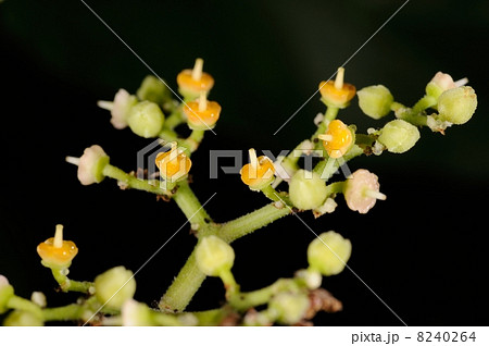 ヤブガラシの花 8240264