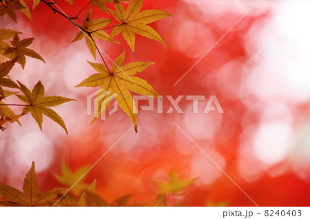 紅葉 8240403