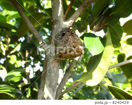 かまきりの卵　(椿の木) 8240429