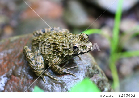 蛙 8240452