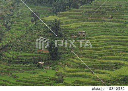 棚田風景（中国 雲南省 元陽 老虎嘴梯田景区） 8240582