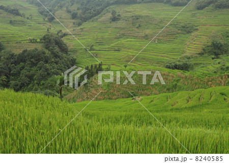 棚田風景（中国 雲南省 元陽 老虎嘴梯田景区） 8240585