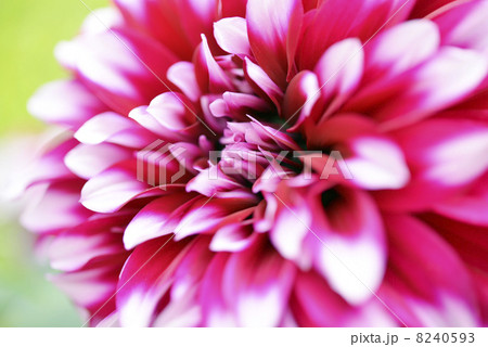 ダリア ダリア 8240593