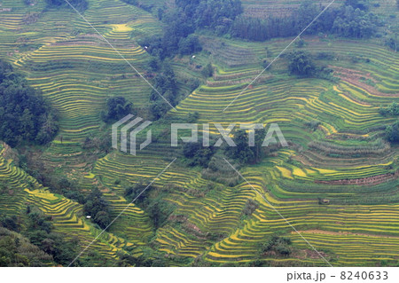 棚田風景（中国 雲南省 元陽 老虎嘴梯田景区） 8240633
