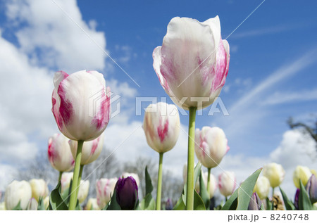 下から見上げたチューリップ 下から見上げたチューリップ 8240748