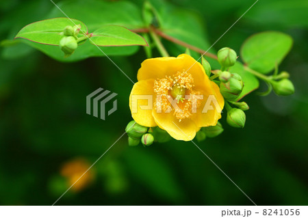 キンシバイの花 8241056