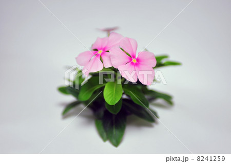 日日草01a 日日草01a 8241259