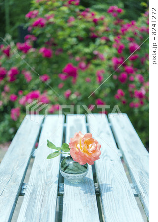 バラの咲く庭 8241272