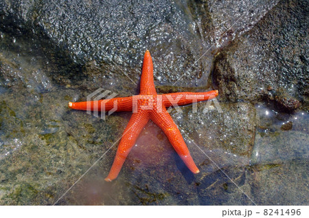 ヒトデ（海星、人手、海盤車） 8241496