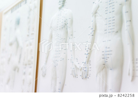 鍼灸経路経穴図 8242258