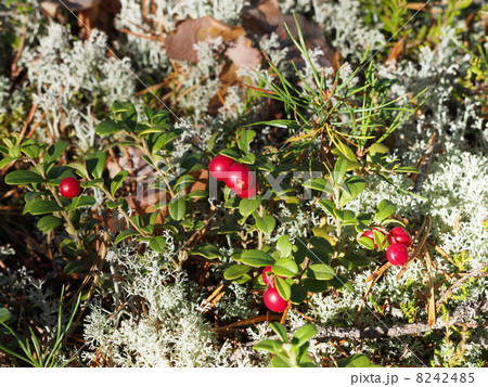 cranberries cranberries 8242485