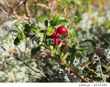 cranberries cranberries 8242486