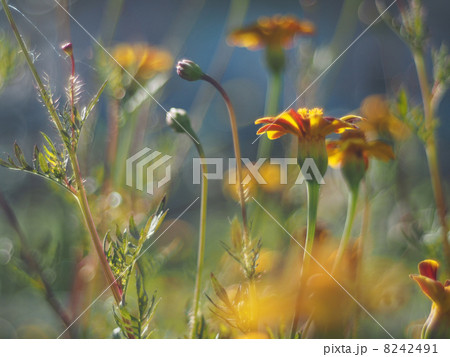 marigold marigold 8242491