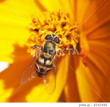 fly hoverfly on a flower fly hoverfly on a flower 8242494
