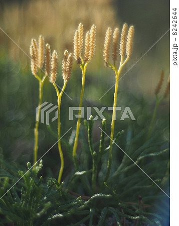 lycopodium moss 8242644
