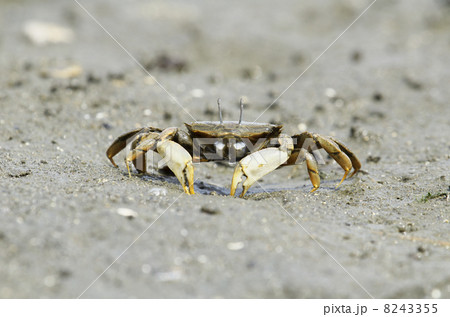 ヤマトオサガニの写真素材 [8243355] - PIXTA