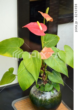 アンスリウム 8243494