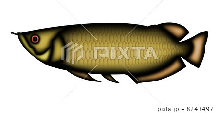 アロワナ 8243497