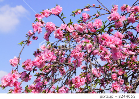 青空に映えるシダレモモ（ピンク）：枝垂れ桃 8244055