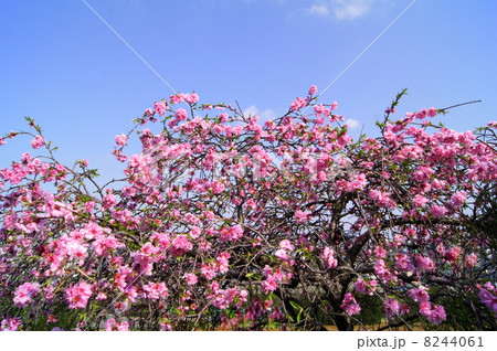 青空に映えるシダレモモ（ピンク）：枝垂れ桃 8244061