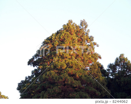 夕日を浴びる大木 夕日を浴びる大木 8244062