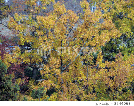 色づく葉 色づく葉 8244063