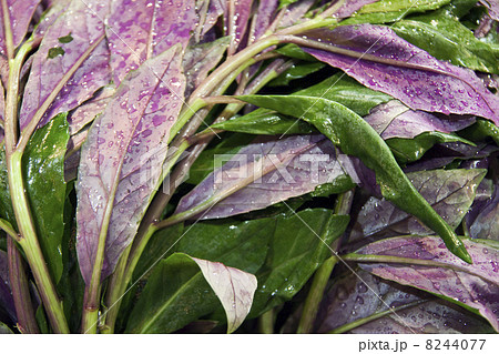 加賀野菜 8244077