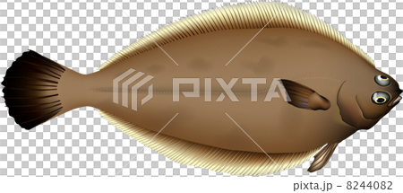 カレイ（ヤナギムシガレイ） 8244082