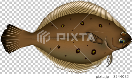 カレイ（ムシガレイ） 8244083