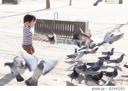 鳩を追いかける子供 鳩を追いかける子供 8244283