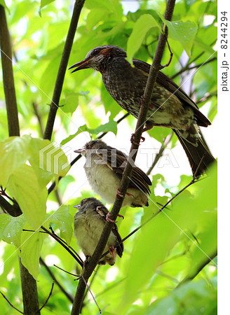 鳥の親子 鳥の親子 8244294