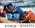 ワカメ漁 8244354