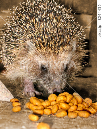 Hedgehog 8244439