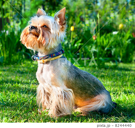 Yorkshire Terrier  on green grass 8244440