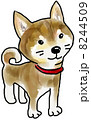 柴犬　Shiba-inu 8244509