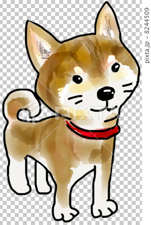 柴犬 Shiba Inuのイラスト素材