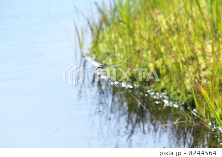 オオルリボシヤンマ 8244564