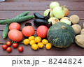 朝採れ野菜　fresh vegetables 8244824
