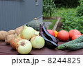 朝採れ野菜　fresh vegetables 8244825