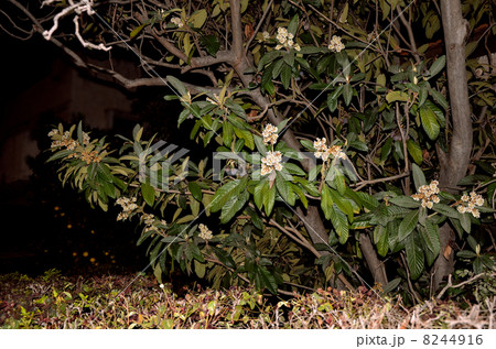 Loquat tree in bloom night shot 8244916