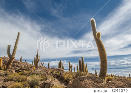 Incahuasi island, Salar de Uyuni, Bolivia 8245079