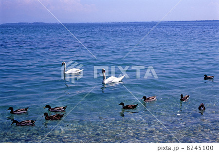 白鳥と鴨 白鳥と鴨 8245100