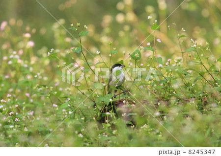 コガラとミゾソバ 8245347